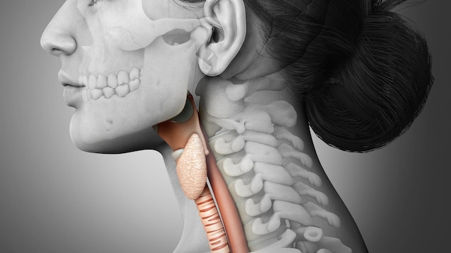 Illustration médicale 3D de l'anatomie du larynx d'une femme.