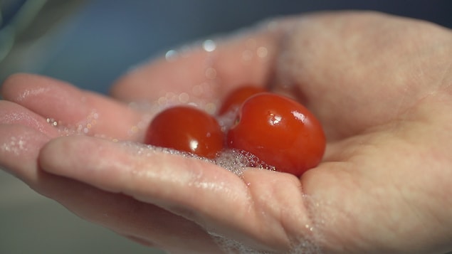 Une main tient 3 tomates cerises pour les laver.