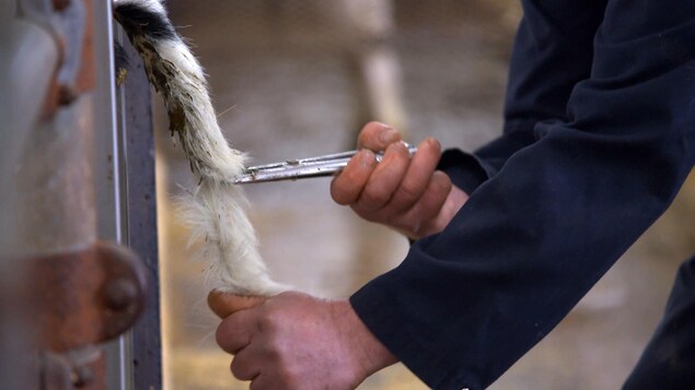Le producteur Renaud Lachance écourte la queue de ses veaux à l'aide d'un élastique à castration. Le producteur Renaud Lachance écourte la queue de ses veaux à l'aide d'un élastique à castration.