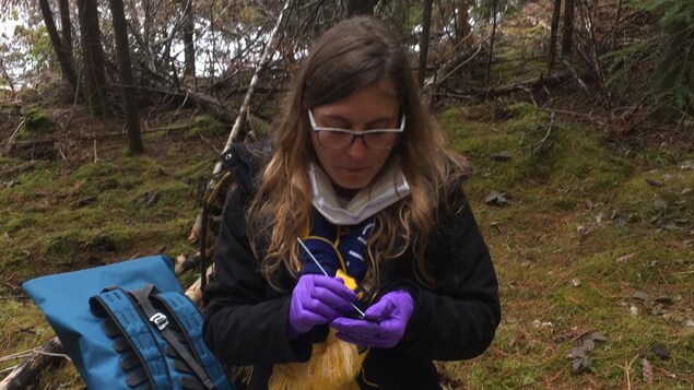 Une scientifique sur le terrain en train de prendre des échantillons de peau d'amphibiens.