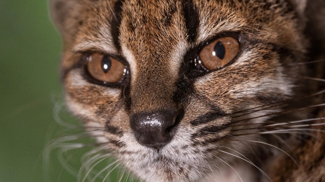 Une nouvelle espèce de chat sauvage découverte en Bolivie