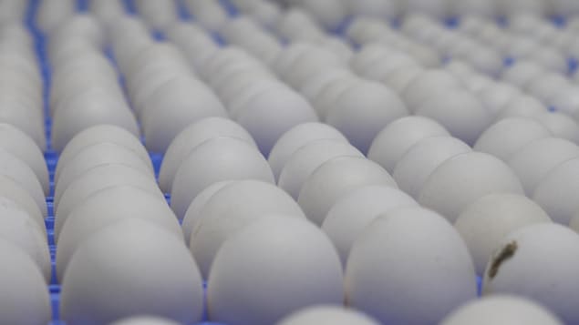 Des oeufs.
