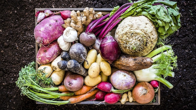 Un panier de légumes racines : patates, navet, carottes, oignon, rutabaga, fenouil, bettave.