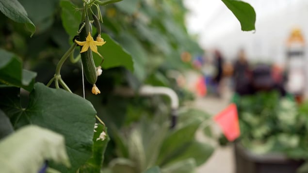 Les serres au Québec : le coût de l’autonomie alimentaire