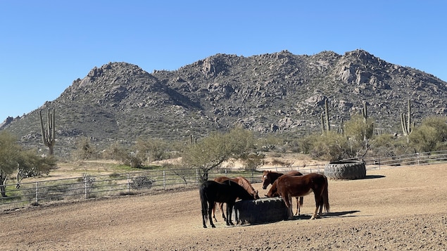 Arizona : Rio Verde Foothills, « le premier domino à tomber » dans la lutte pour l’eau