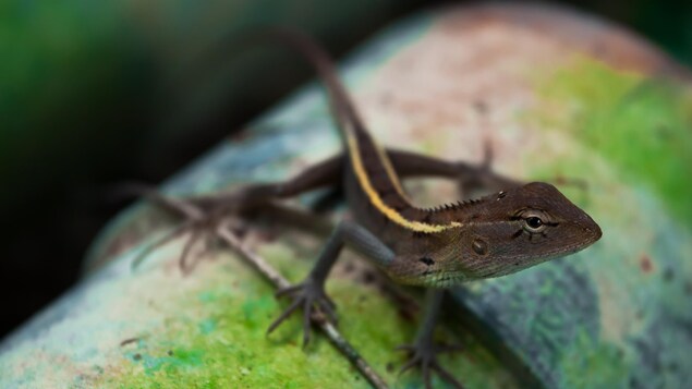 Un lézard de Madagascar Un lézard de Madagascar