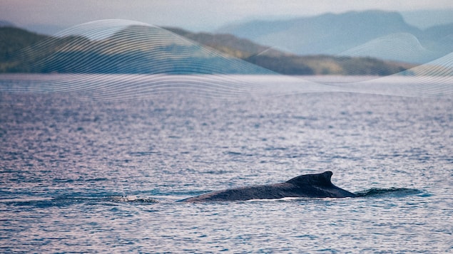 Une baleine à bosse près de l’île Fin, dans le chenal Douglas, en juin 2024, en Colombie-Britannique.