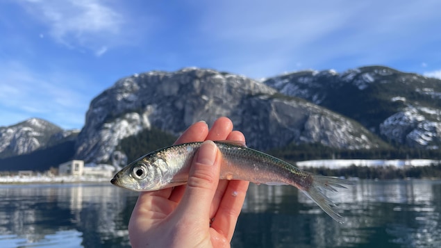Une personne tient dans sa main un hareng, dans la baie Howe, près de Squamish, en Colombie-Britannique.