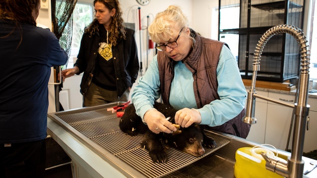 Angelika Langen inspecte l'oreille d'un ourson endormi dans une salle d'analyse, à Smithers, en Colombie-Britannique en juillet 2022.