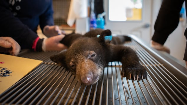Un ourson est allongé endormi sur une table spéciale ou une personne analyse ses pattes à Smithers, en Colombie-Britannique en juillet 2022.