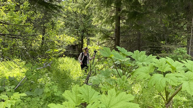 Camille Vernet marche dans la forêt avec son matériel de tournage, près de Revelstoke en Colombie-Britannique, au mois de juin 2022.