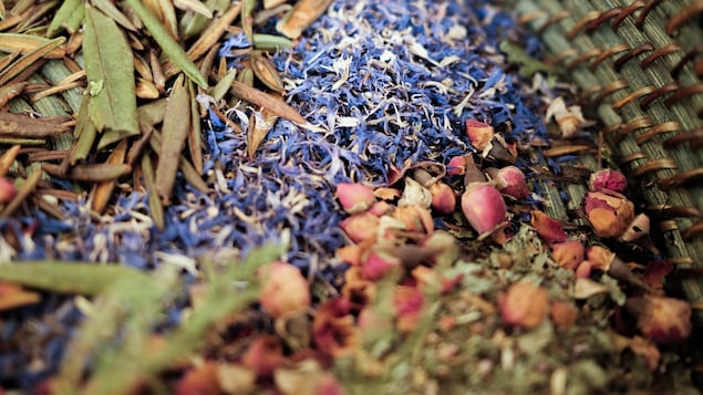 Du thé du Labrador, de la fleur de bleuet et de la rose dans un grand panier au Jardin botanique de Montréal, en août 2022.