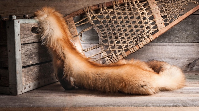 Une fourrure de renard déposée sur une boîte de bois.