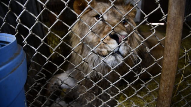 Un lion dans son enclos.