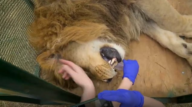 Le lion est sous sédation.