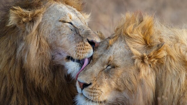Deux têtes de lions.