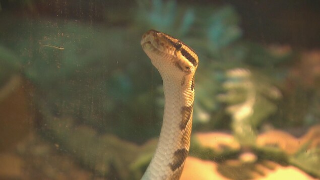 Un serpent Un serpent