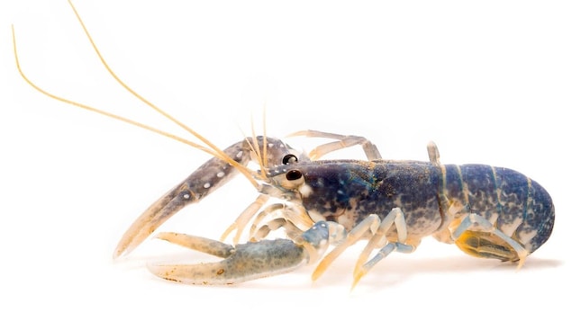 Lobster.