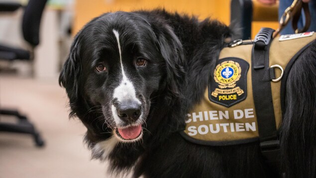 Manic dans son harnais de chien de soutien de la Sûreté du Québec.