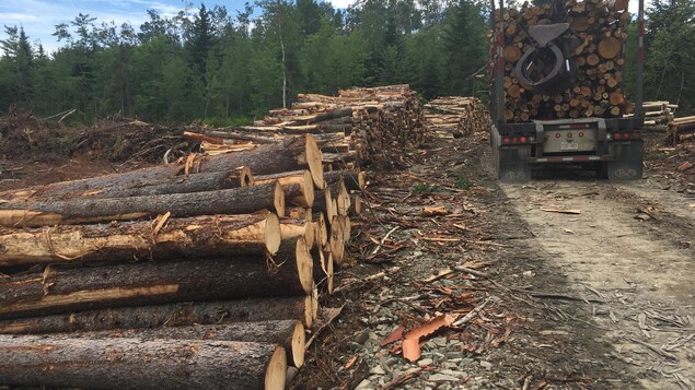Des billots sont empilés sur un lot boisé privé à Miramichi, N.-B.