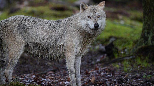 Un nouveau parcours en voiture parmi les loups au Parc Oméga