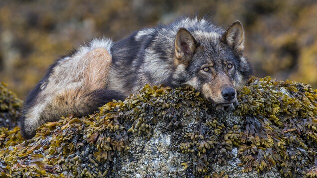 Un loup allongé sur un rocher.