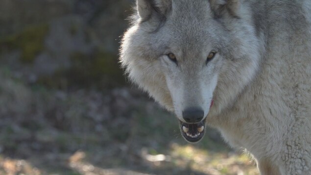 Un loup, de face, en gros plan