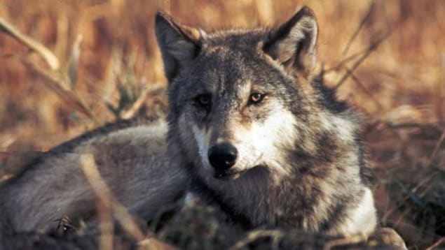 Un loup étendu dans un champ. Un loup étendu dans un champ.