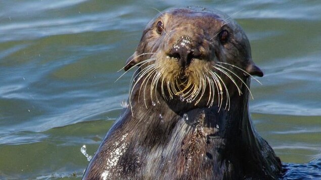 La loutre dont le buste est sorti de l'eau se débât à l'aide de la pierre.
