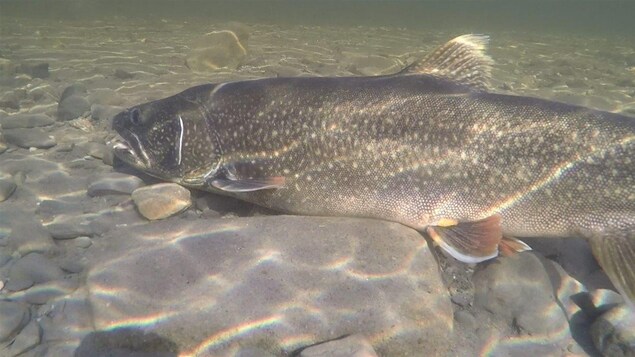 Le touladi est un des plus grands poissons d'eau douce en Amérique. Le touladi est un des plus grands poissons d'eau douce en Amérique.