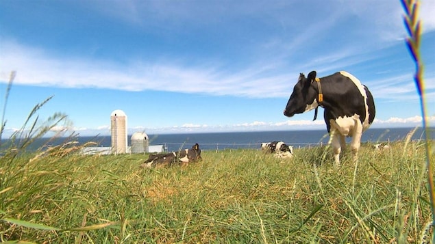 La ferme du Littoral, une ferme familiale La ferme du Littoral, une ferme familiale