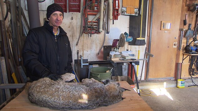 Luc Deschenes dans son atelier. Il pose près d'un lynx qu'il a capturé Luc Deschenes dans son atelier. Il pose près d'un lynx qu'il a capturé