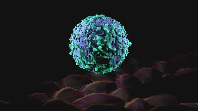 Un lymphocyte T