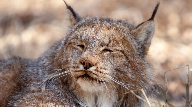 Le lynx couché sur l'herbe sèche, les yeux fermés. Le lynx couché sur l'herbe sèche, les yeux fermés.