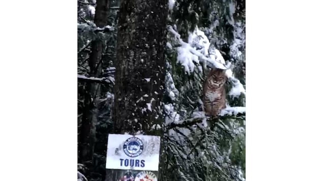 Un lynx perché sur un arbre.
