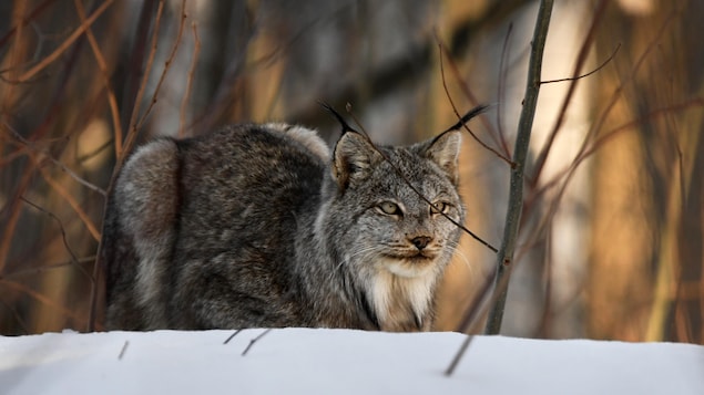 Un lynx en balade dans un quartier habité de Trois-Rivières