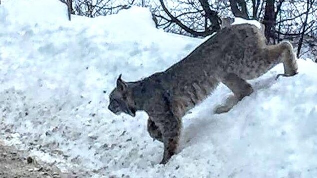 Un lynx qui se promène dans la neige près de la rue. Un lynx qui se promène dans la neige près de la rue.
