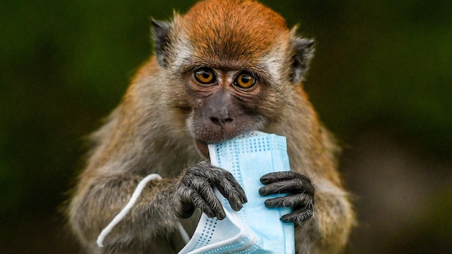 Un macaque tente de manger un masque chirurgical, utilisé comme mesure préventive contre la propagation du nouveau coronavirus.