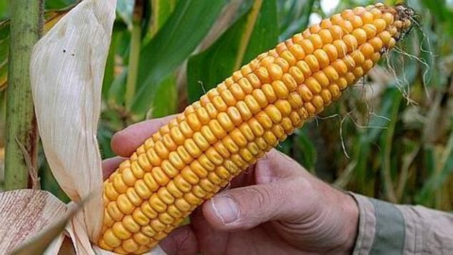 La totalité des champs de maïs du Québec sont traités avec des pesticides néonicotinoïdes. La totalité des champs de maïs du Québec sont traités avec des pesticides néonicotinoïdes.