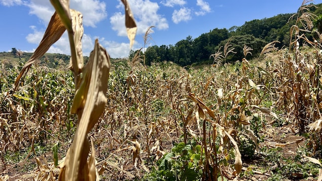 Épisode extrême d’El Niño : « Tout est en train de sécher » au Honduras