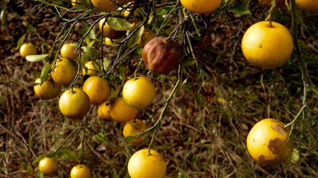 Des oranges touchées par la maladie du dragon jaune