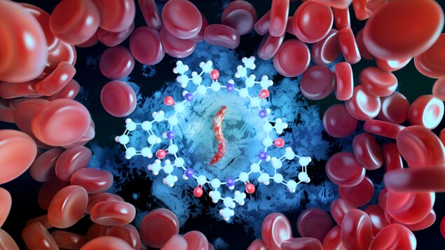Une molécule, la mortiamide D, séquestre le parasite responsable de la malaria dans son centre. Des globules rouges flottent tout autour.