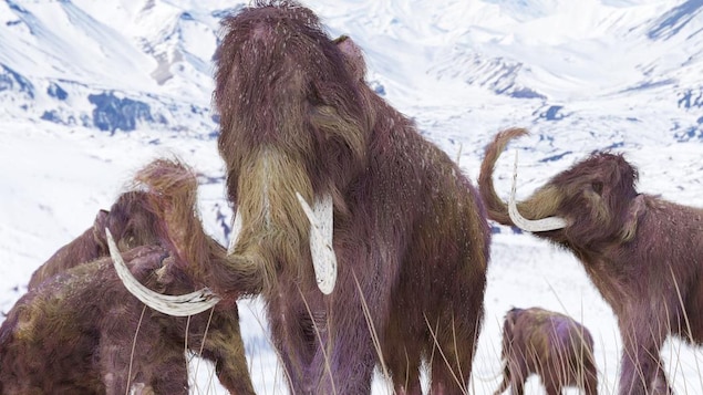 Un groupe de mammouths dans des montagnes enneigées Un groupe de mammouths dans des montagnes enneigées