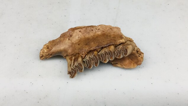 Une mandibule de castor Une mandibule de castor