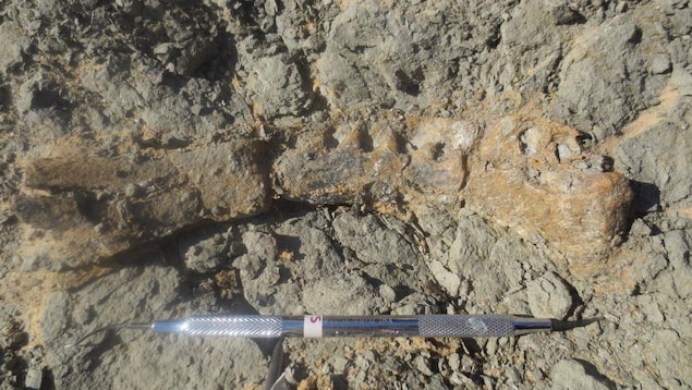 Une partie de la mâchoire du Mansourasaurus shahinae