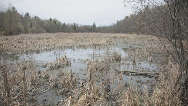 Gatineau dévoile le premier jet de sa Charte sur la biodiversité