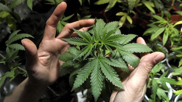 Des feuilles de cannabis Des feuilles de cannabis