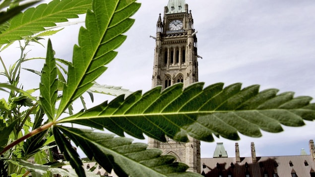 Une feuille de marijuana en premier plan et en arrière vue sur le parlement d'Ottawa.