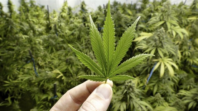 Feuille de cannabis