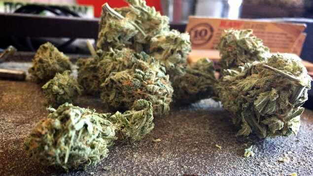 De la marijuana en boules sur un comptoir.